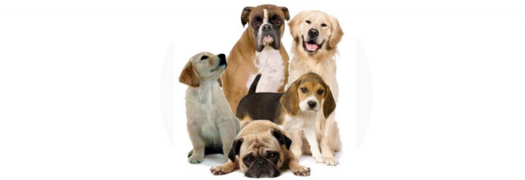 MICROCHIP DAY - AVVIO RICHIESTA PRENOTAZIONE