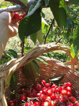 APERTURA CILIEGETO COMUNALE